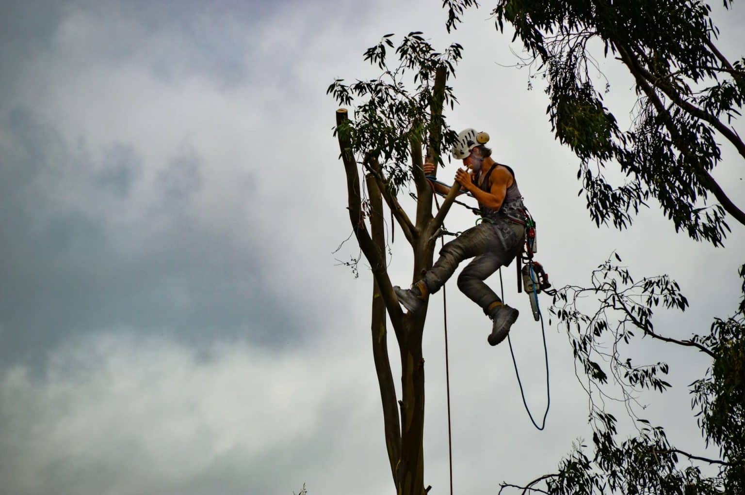 How Much Is A Tree Surgeon In Adelaide? - Tree Removal Adelaide